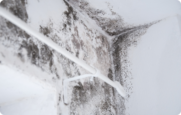 Tip Top Plumbing uses a moisture meter to check for hidden black mold inside residential walls, identifying moisture levels that can signal mold growth behind drywall.
