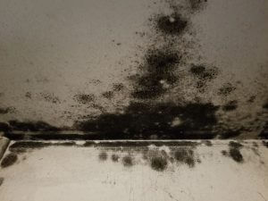 Black Mold