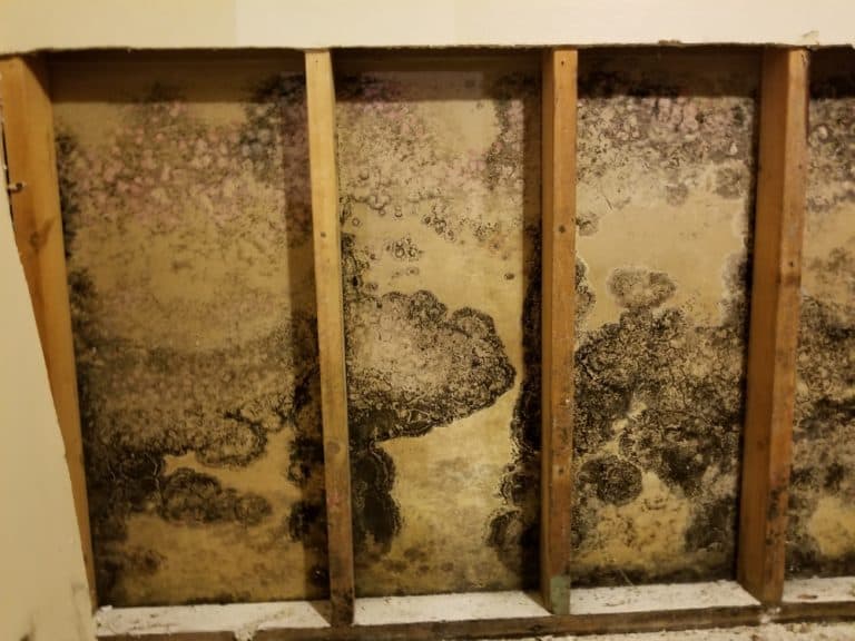 Mold Growth2