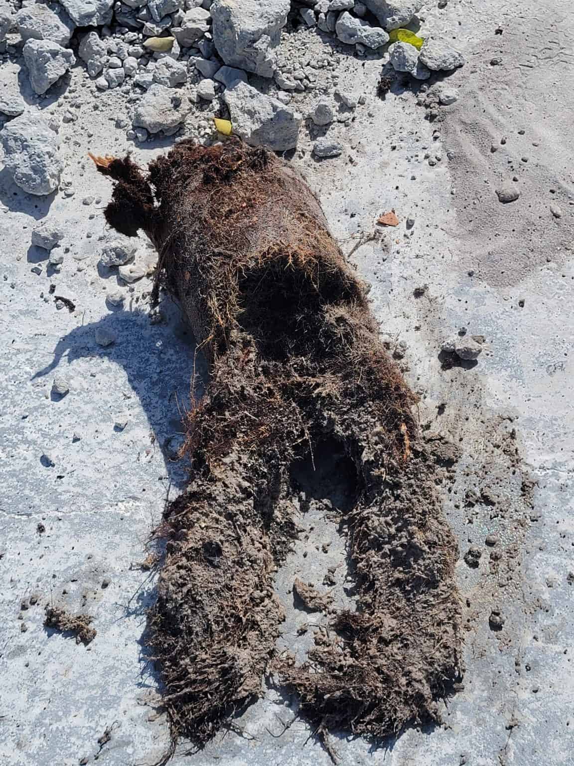 Roots Pull From Sewer Pipe