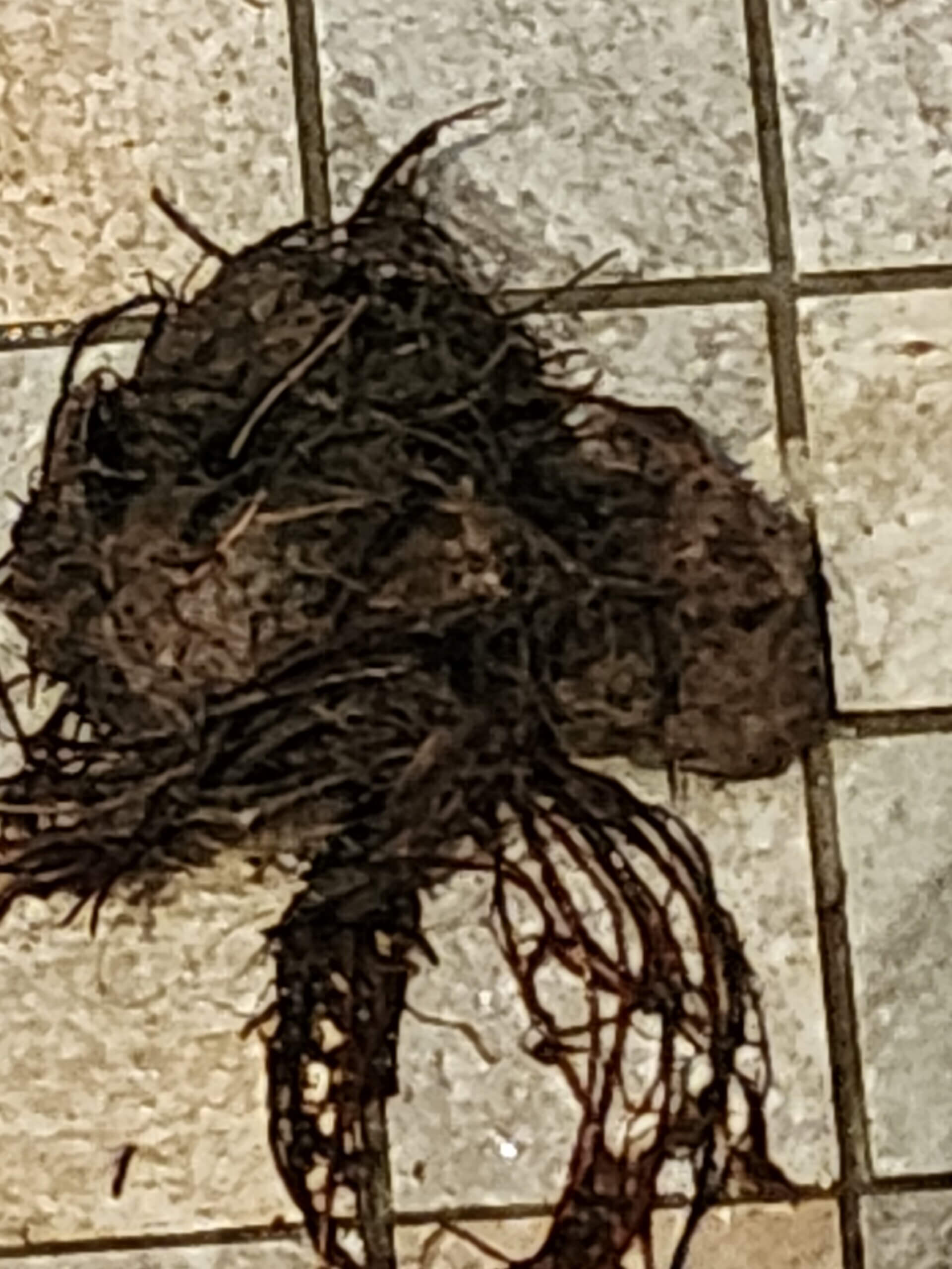 Roots Pull From Shower Drain
