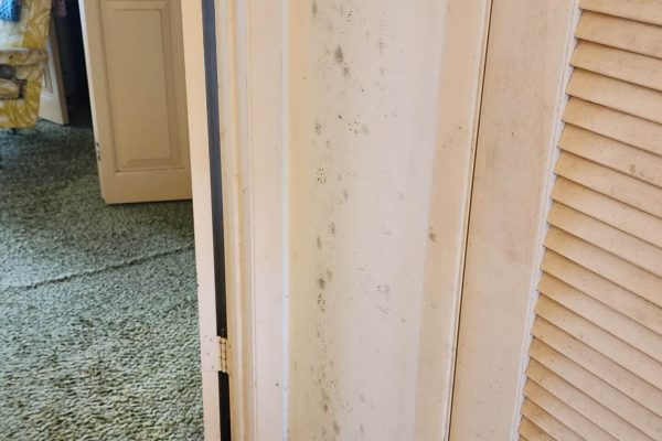 Mold remediation in Sunshine Acres, FL, with a technician professionally removing mold from walls and surfaces, utilizing specialized equipment to restore a safe and clean environment.